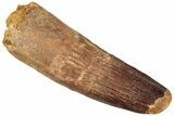 Fossil Spinosaurus Tooth - Feeding Worn Tip #296500-1